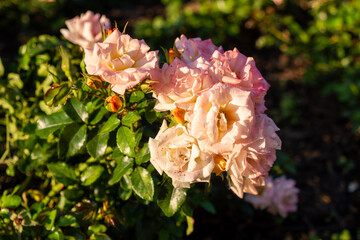 pink and yellow flower