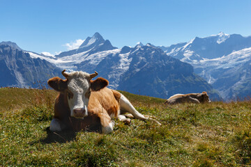 Fototapeta na wymiar Cow in Grindelwald of Swiss Alps