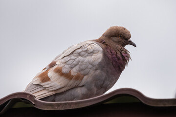 A feathered pigeon sits on the roof. Pigeon on the background of the sky. City bird. Symbol of peace. Gloomy dove.