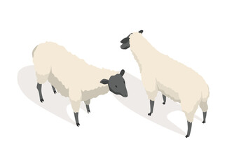 Farm animal isometric. Domestic animal in 3d flat back and front view. Cute game character of sheep. Vector icon