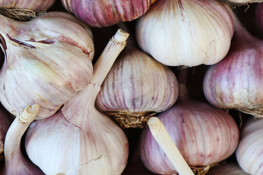 garlic heads close-up. fresh garlic harvest. a scattering of garlic
