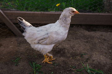young chickens walk in paddock on rural countryside. Poultry farming and home farm. Organic antibiotic hormone free farming poultry Concept