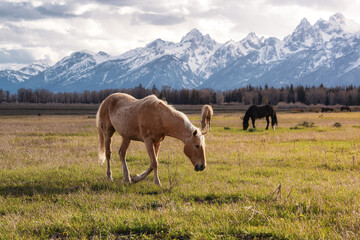 Fototapeta na wymiar Wild Horse on a green grass field with American Mountain Landscape in Background. Grand Teton National Park, Wyoming, United States of America.
