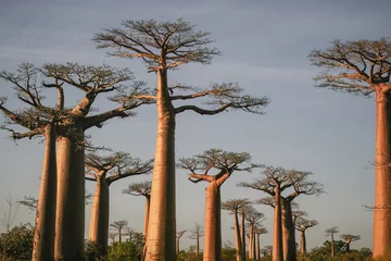 Gordijnen Baobab trees near Morondava, Madagascar, Africa © Bertrand Godfroid