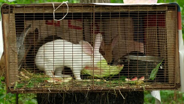 Family of rabbits eat watermelon in a cage in the farmyard.