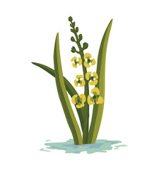 Marsh and wetland plant. Hand drawn botanical item. Swamp flora and fauna. Common plant grow in water, isolated illustration