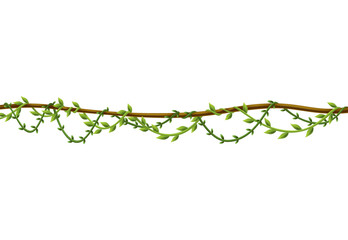 Liana stem border. Rainforest green vine or twisted plant hanging on branch. Cartoon jungle creeper. Tropical nature plant © the8monkey
