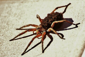 L'araignée Loup et ses nombreux bébés
