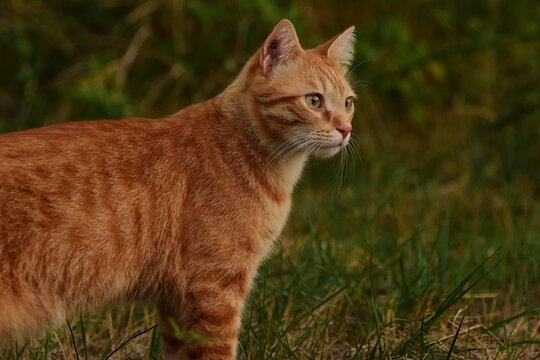 9 788 photos et images de Chat Roux - Getty Images