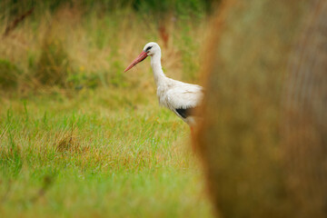 White Stork - Ciconia ciconia on the summer field in Europe searching fot the food. Big black and white bird with the red beak eating worms and rodents