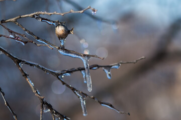 Twigs and leaves of plants covered with ice