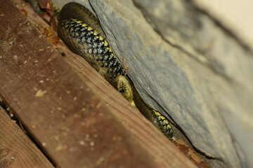 Une couleuvre de Montpellier dans le jardin