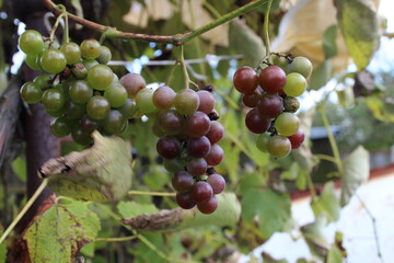 the grapes on the branch are red green close-up. Cultivation of grape fruits berries. Homemade winemaking grape variety