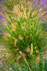 Beautiful picture of flowers - violet lavenders and green, saturated vibrant grasses in bloom. Lovely nature in the bloom - blossom flowers.