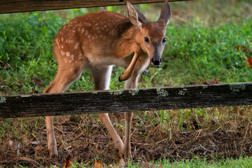 Fawn Crossing a Fence