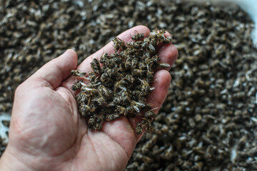 Beekeeper holding handful of  dead bees, are used in apitherapy. Selective focus.