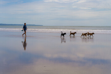 Dogs walk on the beach at sunset.