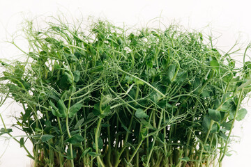 Microgreen isolated white for concept design. Green natural background. Nature concept. Closeup view. Healthy eating. Modern design. Home garden. Beautiful natural background. Front view.