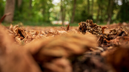autumn park 