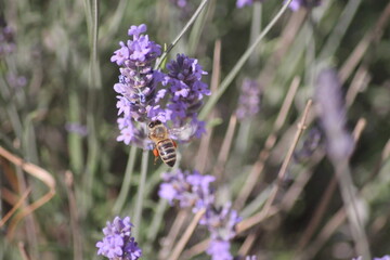 Abeille dans les lavandes en fleur