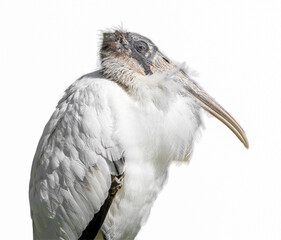 adult wood stork - Mycteria americana - resting calmly with feathers blowing in the breeze with sleepy eyes, isolated cutout on white background
