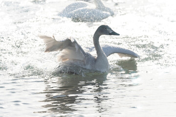 越冬地に飛来してきた白鳥	信州　安曇野