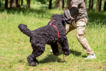 Russian black terrier attacks cynologist, in training of aggression.