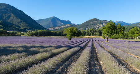 champ de lavande en fleurs dans la Drôme à Die - obrazy, fototapety, plakaty