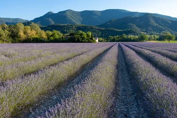 Wandcirkels plexiglas champ de lavande en fleurs dans la Drôme à Die © jef 77