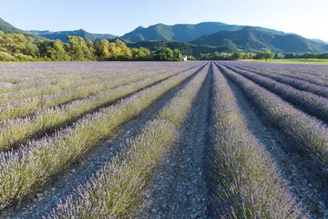 Fotobehang champ de lavande en fleurs dans la Drôme à Die © jef 77