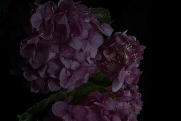 Moody flowers. Dark pink hydrangea flowers on a black background. Blur and selective focus. Low key...