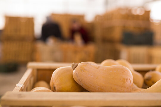Close-up of wooden crates with organic pumpkins at farm warehouse indoor
