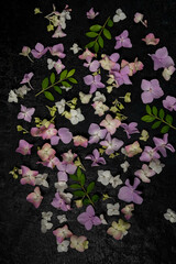 Floral background of small hydrangea flowers and leaves on a black background. Top view, flat lay.