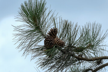 Pinecones On A Branch Against A blue Sky