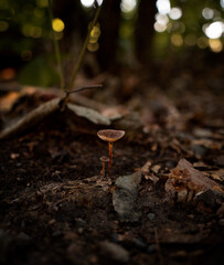 brown small mushroom on the dirt ground with dead leaves