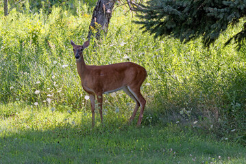 White-tailed Doe Deer Standing In The Field