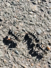 Close-up of three ants running on the asphalt