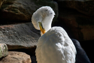 Great Egret (Ardea alba)