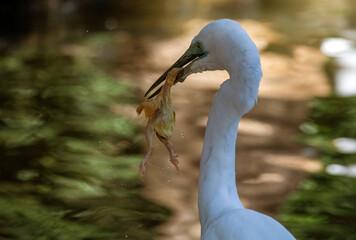 Great Egret (Ardea alba)