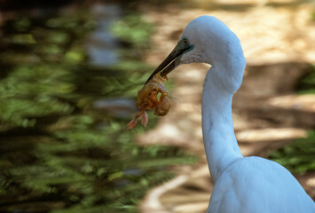 Great Egret (Ardea alba)