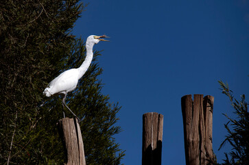 Great Egret (Ardea alba)