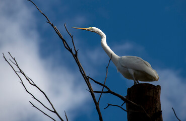 Great Egret (Ardea alba)