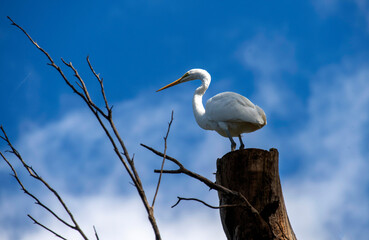 Great Egret (Ardea alba)