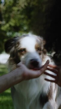 A couple on a date with a dog having a picnic in the park