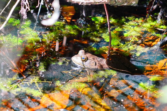 Little frog hide in water