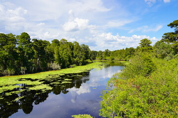 Landscape of Hillsborough river at Lettuce lake park	
