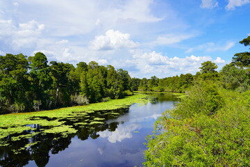 Fototapeta na wymiar Landscape of Hillsborough river at Lettuce lake park