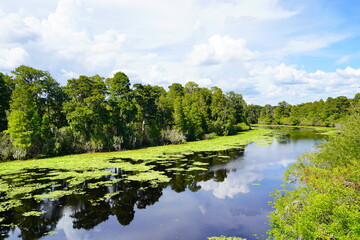 Landscape of Hillsborough river at Lettuce lake park	
