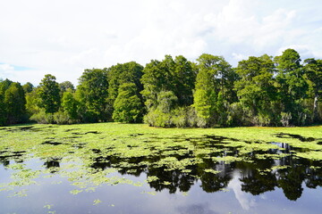 Landscape of Hillsborough river at Lettuce lake park