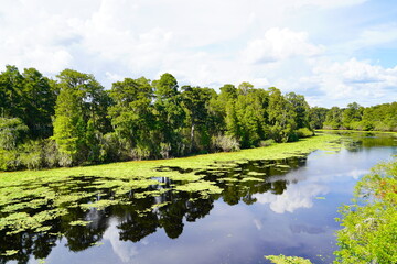 Landscape of Hillsborough river at Lettuce lake park